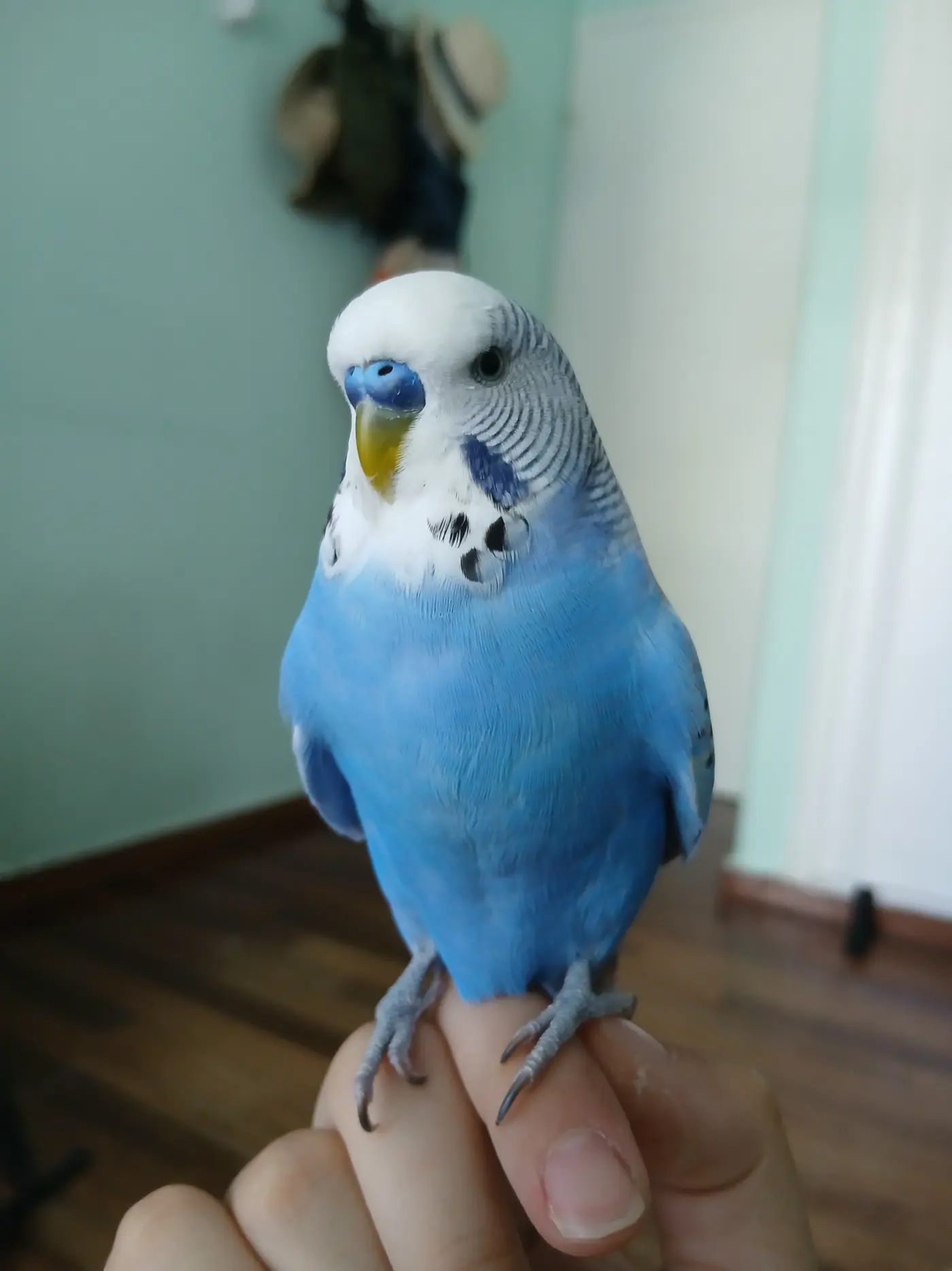 Αναζήτηση backpack carrier για το budgie μου