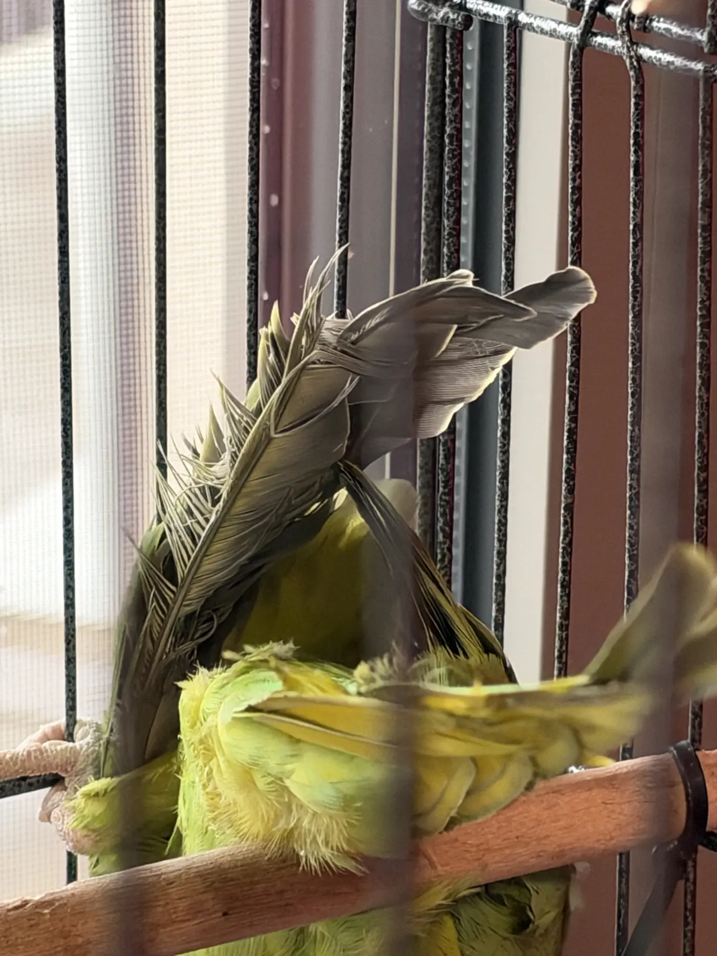 Ringneck καταστρέφει τα φτερά του
