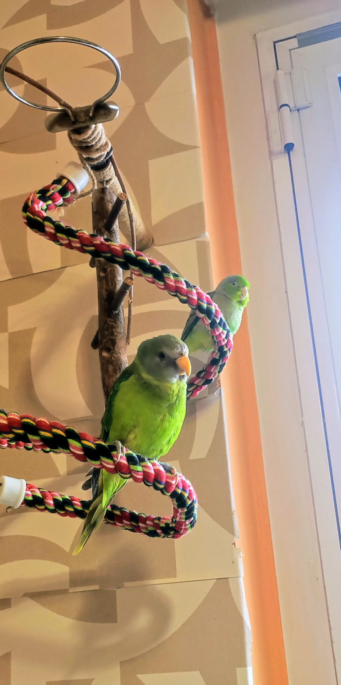 Χαρίζεται Parrotlet και Δαμασκηνοκεφαλος + κλουβιά