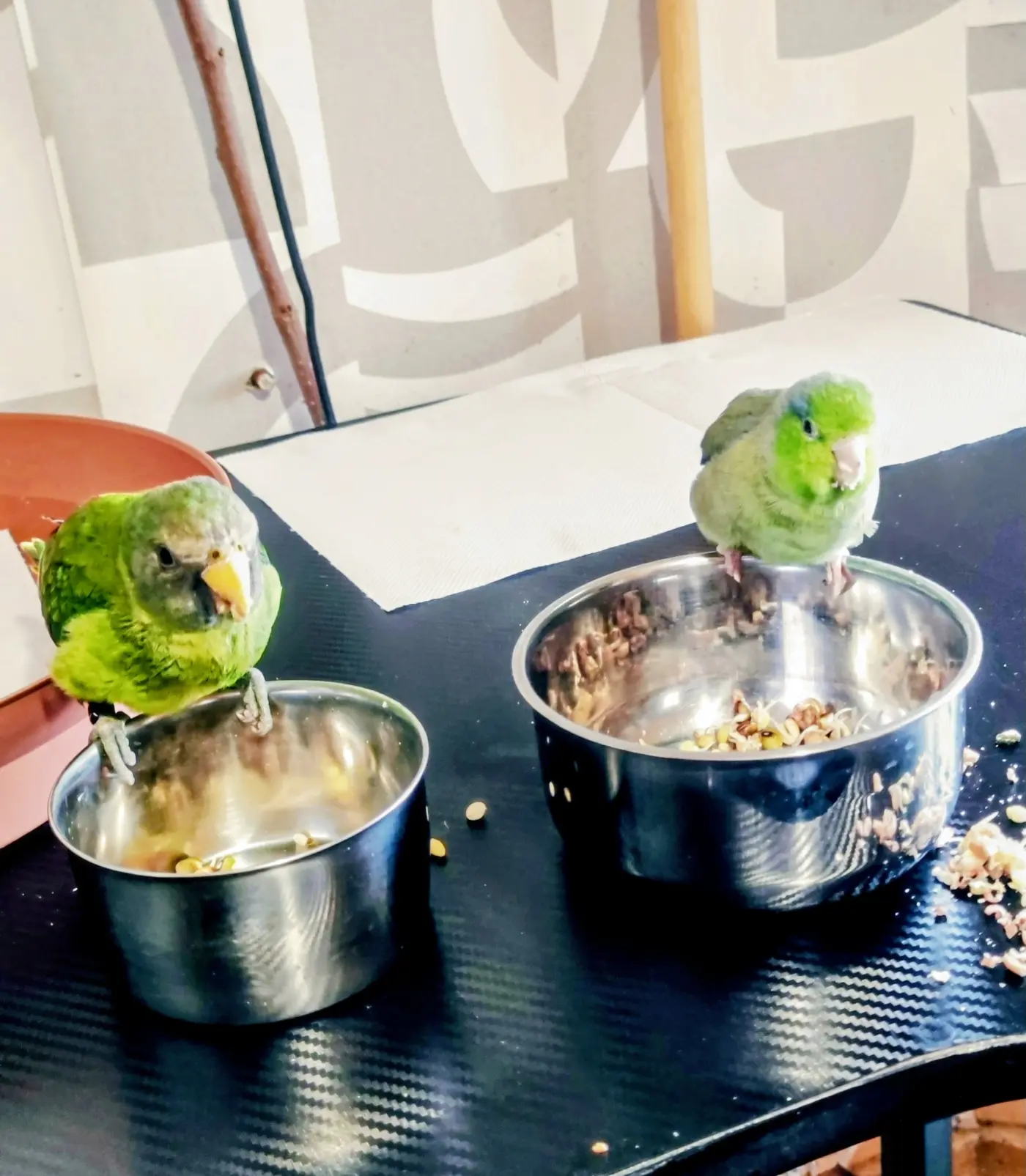 Χαρίζεται Parrotlet και Δαμασκηνοκεφαλος + κλουβιά