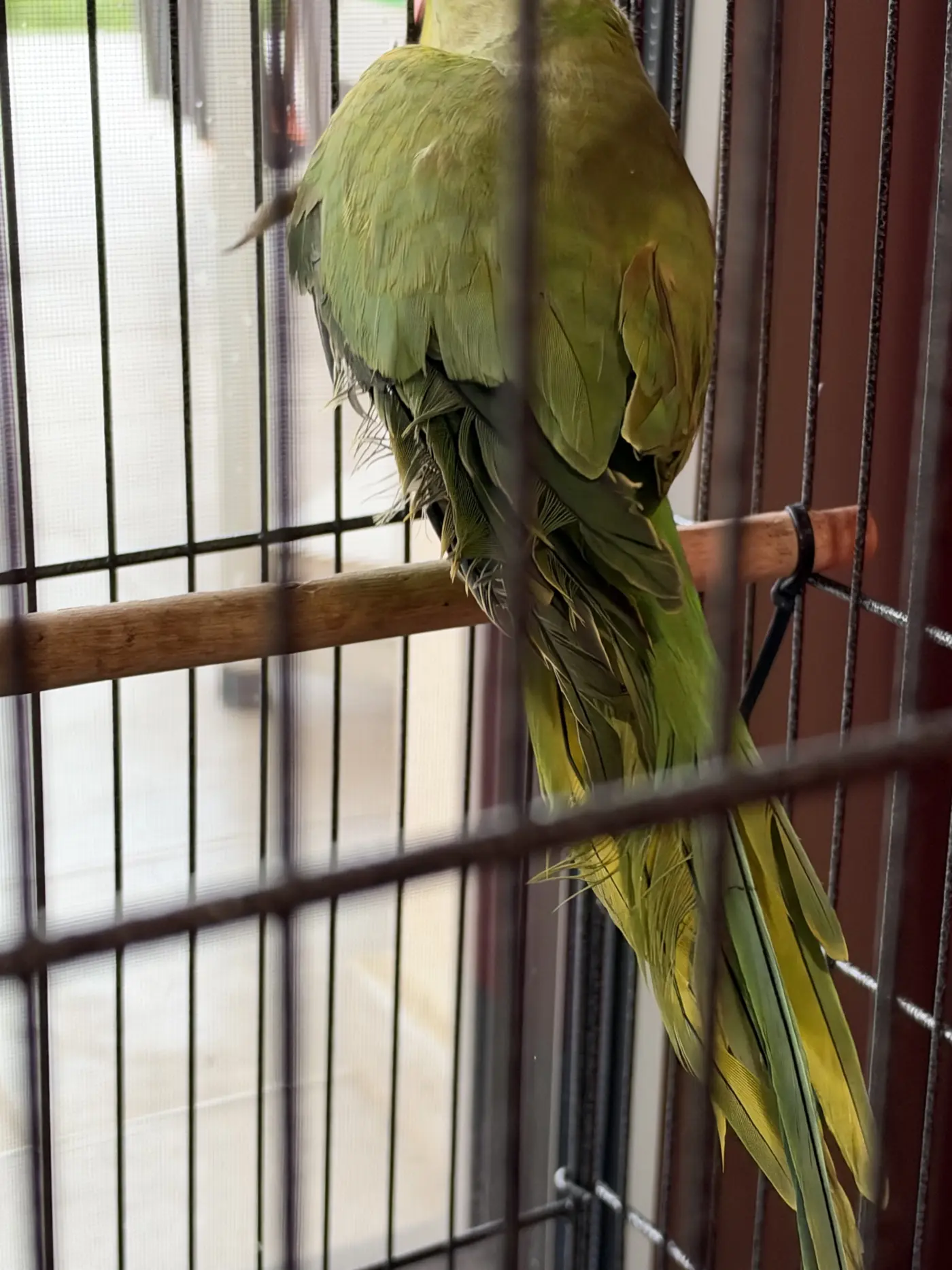 Ringneck καταστρέφει τα φτερά του