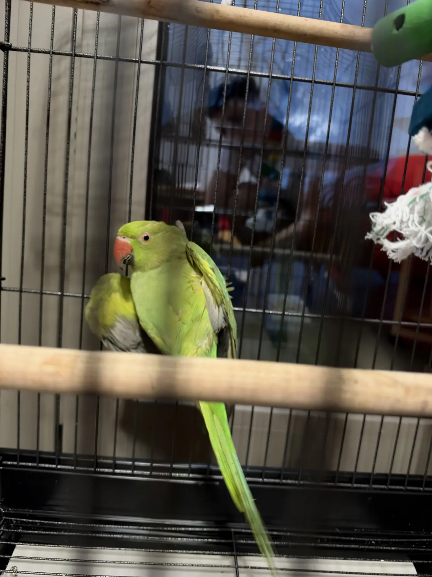 Ringneck καταστρέφει τα φτερά του
