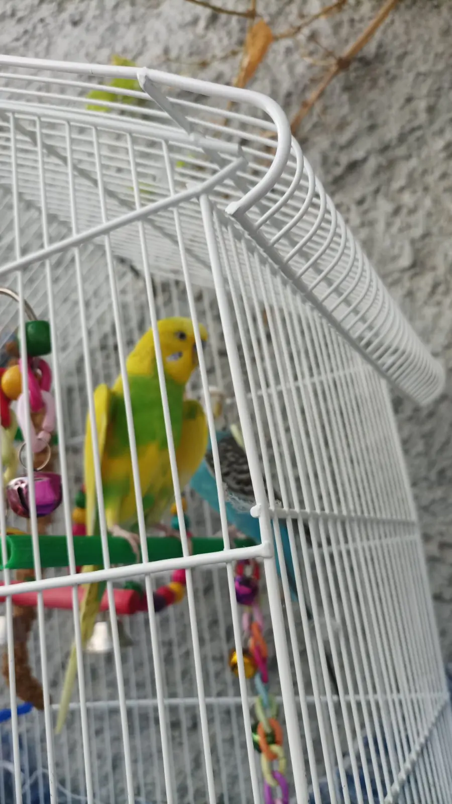 Σαπουνάδα στο μάτι Budgie και υποτονικότητα