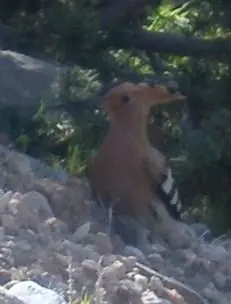 Συνημμένη εικόνα 1158