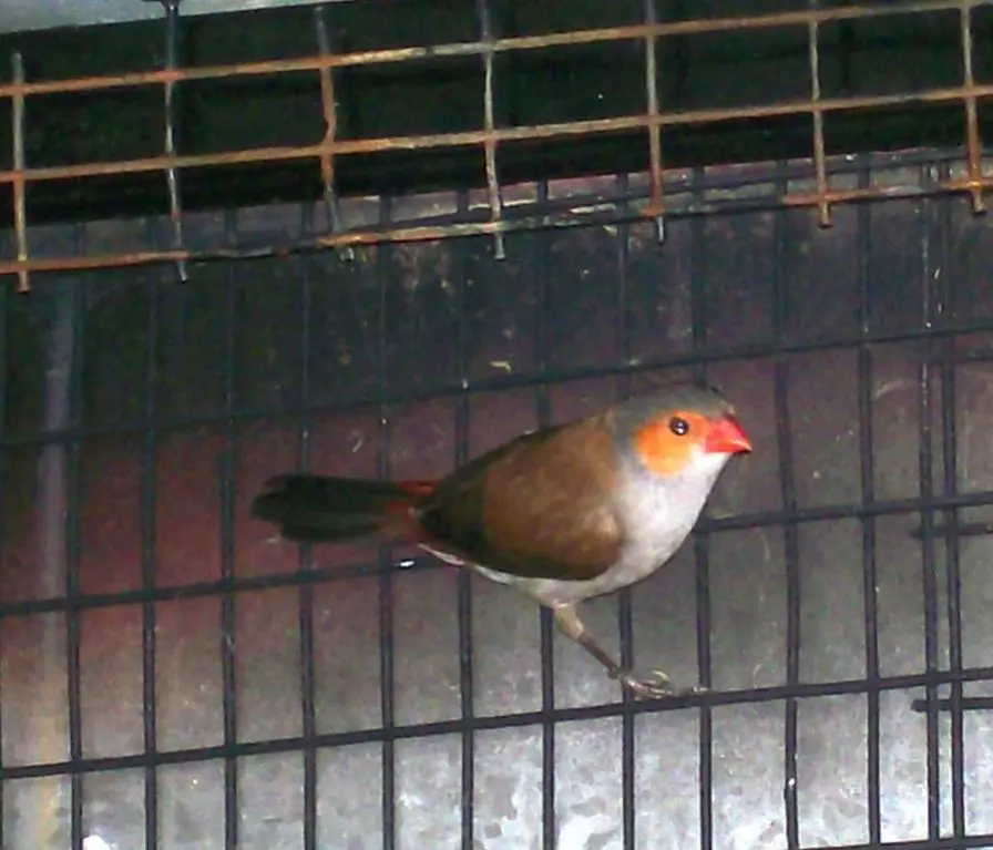 Συνημμένη εικόνα 14356