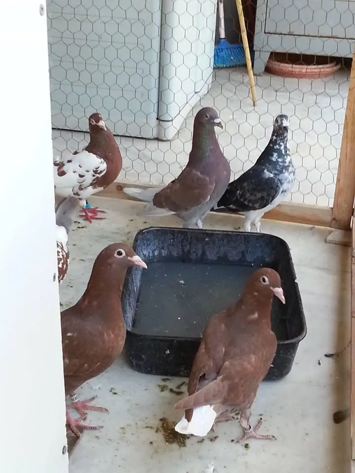 Συνημμένη εικόνα 27733