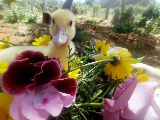 Συνημμένη εικόνα 28543