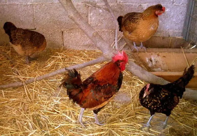 Συνημμένη εικόνα 28557