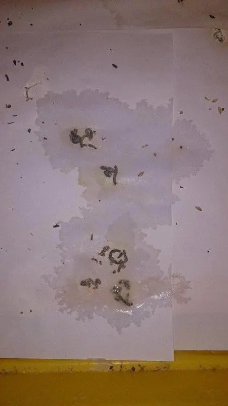 Συνημμένη εικόνα 29272