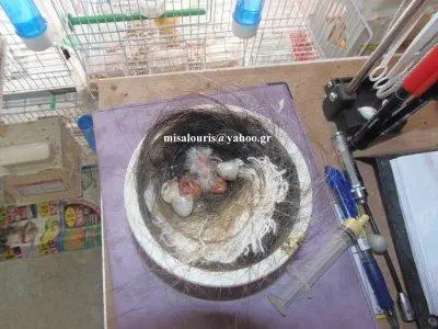 Συνημμένη εικόνα 29656