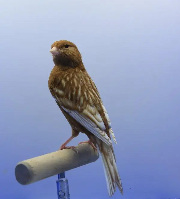 Συνημμένη εικόνα 29998
