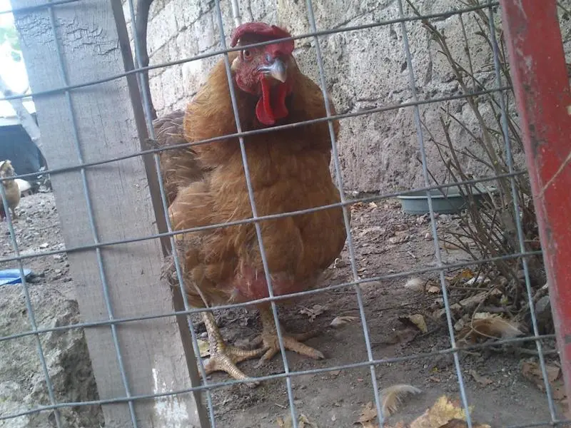 Συνημμένη εικόνα 30012