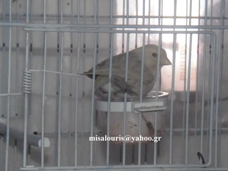 Συνημμένη εικόνα 31362
