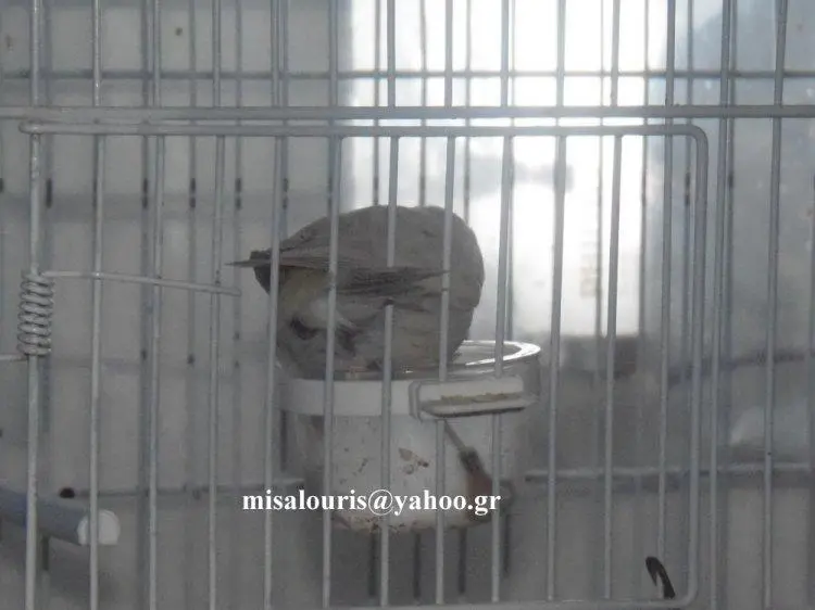 Συνημμένη εικόνα 31363