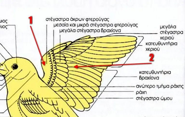 Συνημμένη εικόνα 32720