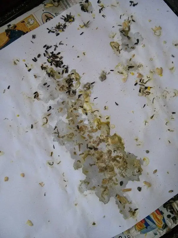 Συνημμένη εικόνα 32990