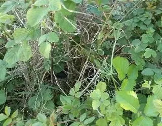 Συνημμένη εικόνα 33082