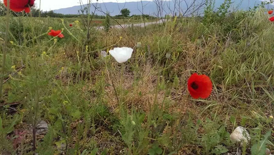 Συνημμένη εικόνα 33291