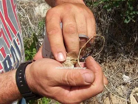 Συνημμένη εικόνα 33331
