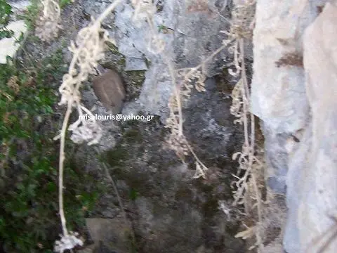 Συνημμένη εικόνα 33332