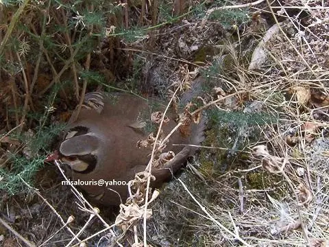 Συνημμένη εικόνα 33333