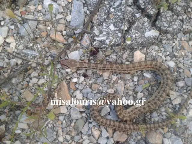 Συνημμένη εικόνα 33602