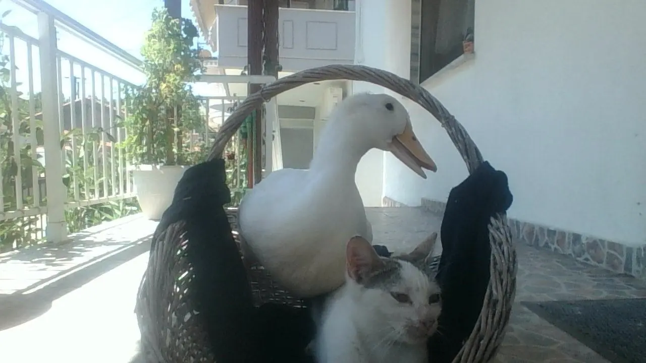 Συνημμένη εικόνα 34194