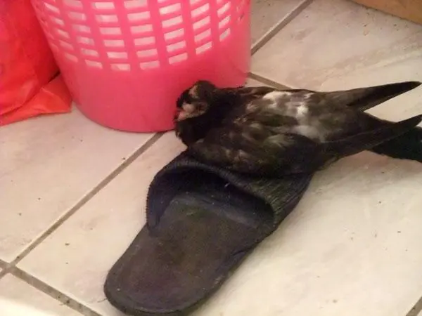 Συνημμένη εικόνα 34416