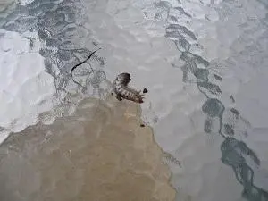 Συνημμένη εικόνα 36057