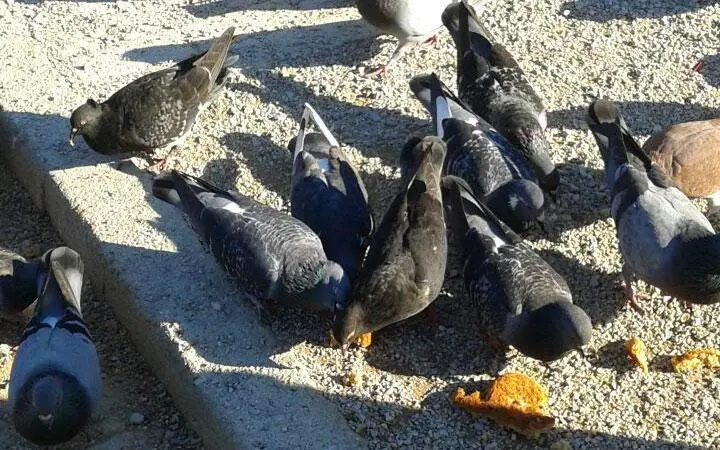 Συνημμένη εικόνα 37847
