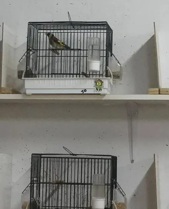 Συνημμένη εικόνα 38110
