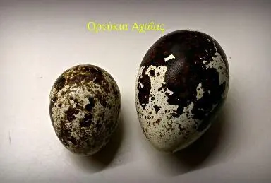 Συνημμένη εικόνα 39743