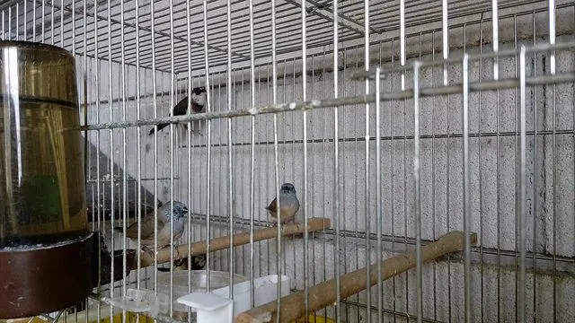 Συνημμένη εικόνα 40133