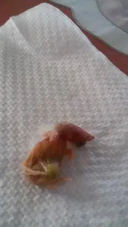 Συνημμένη εικόνα 40702