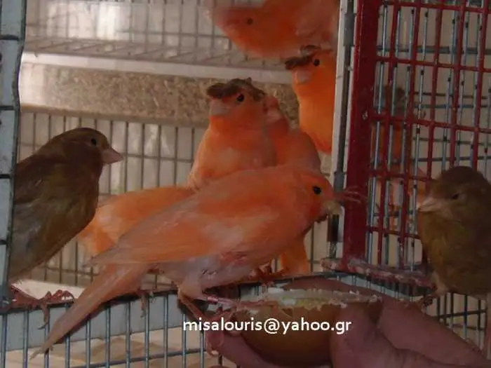 Συνημμένη εικόνα 41100