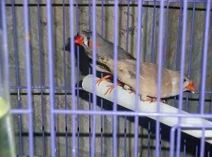 Συνημμένη εικόνα 41214