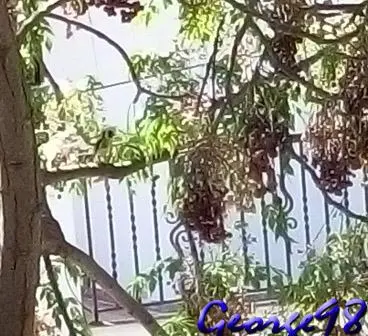 Συνημμένη εικόνα 41240