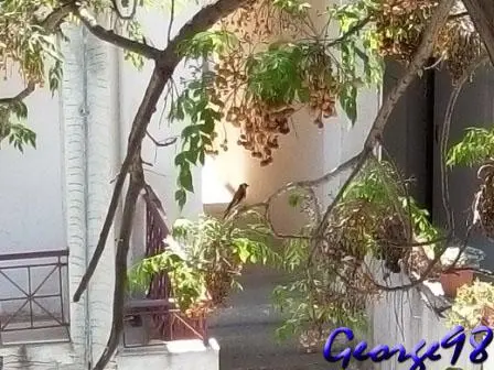 Συνημμένη εικόνα 41242