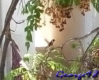 Συνημμένη εικόνα 41243