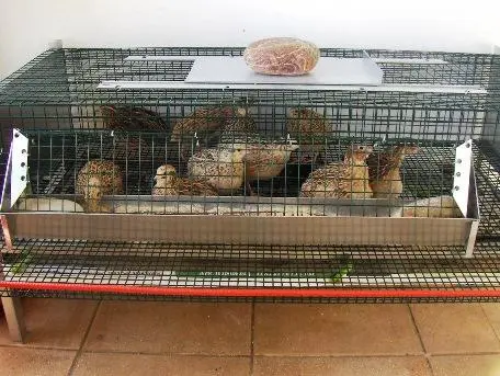 Συνημμένη εικόνα 41321