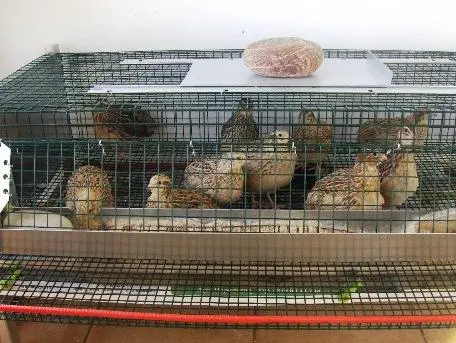Συνημμένη εικόνα 41322