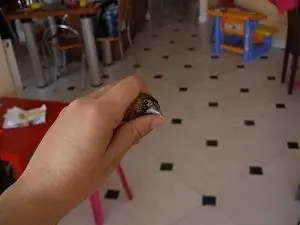 Συνημμένη εικόνα 41381