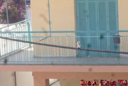 Συνημμένη εικόνα 41774