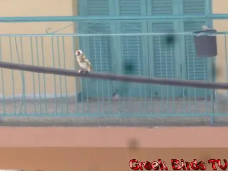 Συνημμένη εικόνα 41776