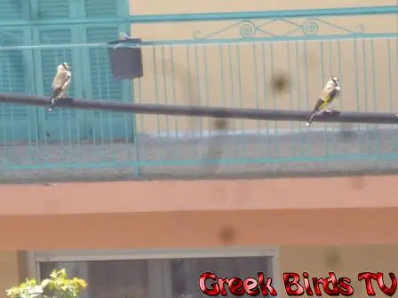 Συνημμένη εικόνα 41778