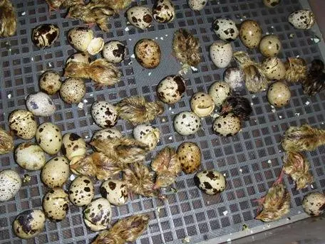 Συνημμένη εικόνα 43519
