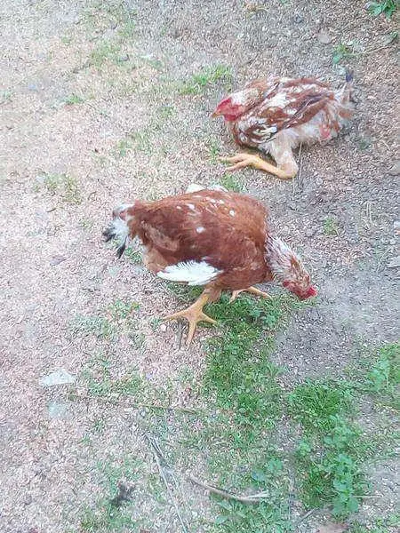 Συνημμένη εικόνα 46004