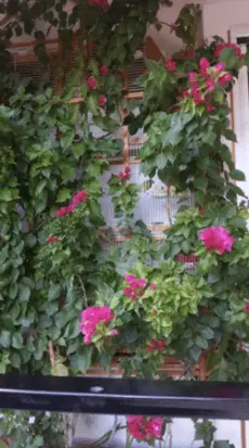 Συνημμένη εικόνα 46193