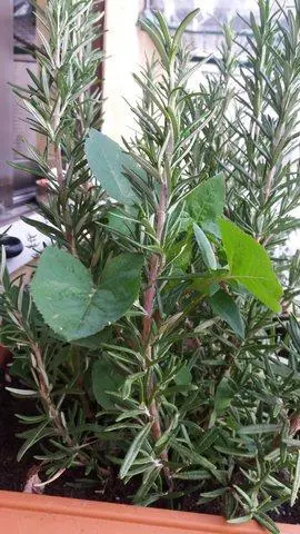 Συνημμένη εικόνα 46585