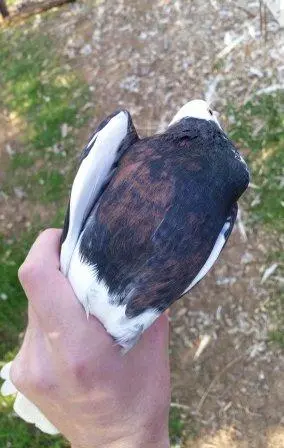 Συνημμένη εικόνα 46758